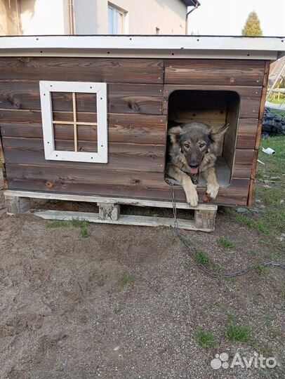 Будка для собаки