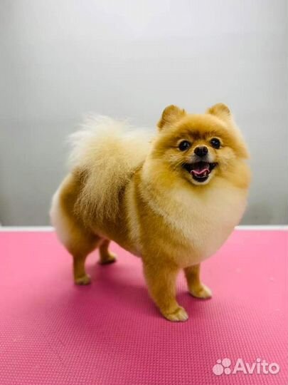 Стрижка собак Северная Гора