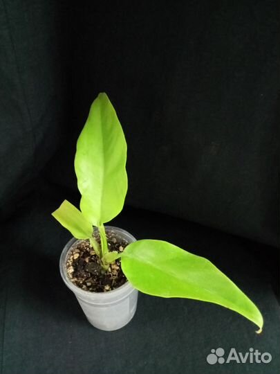 Филодендрон Золотой крокодил(ph.Golden Crocodile)