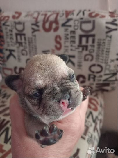 Щенки французского бульдога