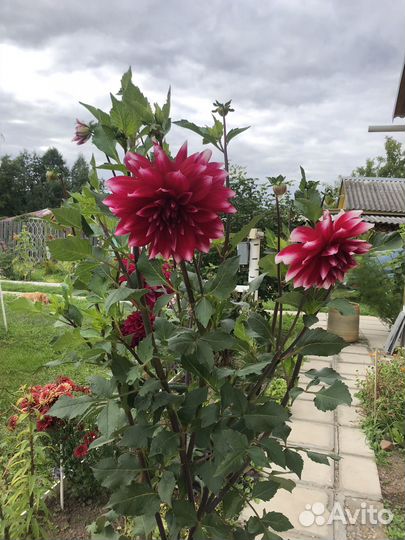 Георгины клубни