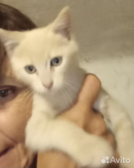 Котик мальчик персиковый
