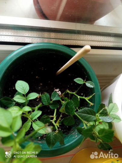 Спатифиллум и другие