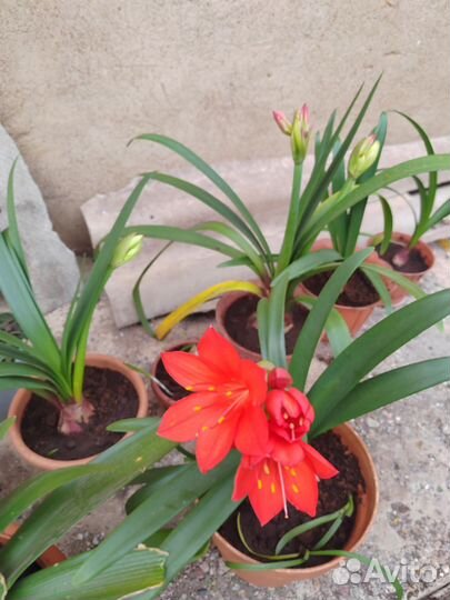 Гиппиаструм