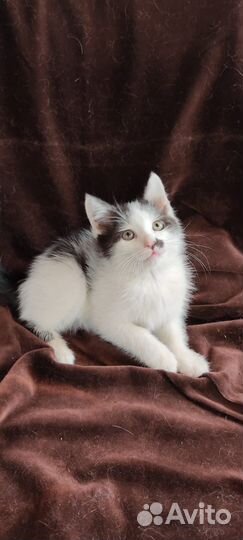 Кошки в добрые руки