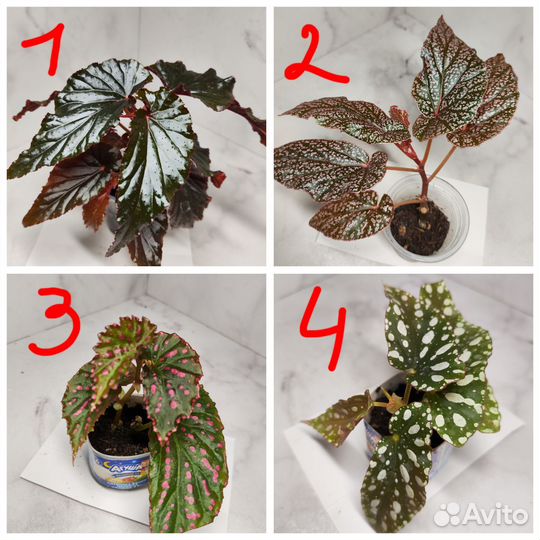 Бегонии природники