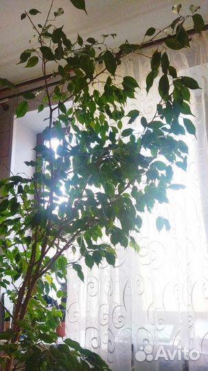 Высокий фикус бенджамина 2м. Крупномер