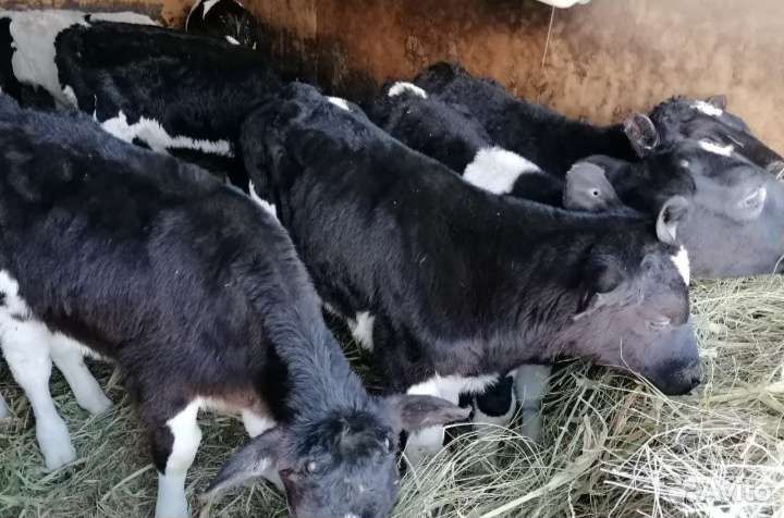 Телята бычки