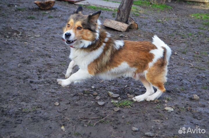 Маленький песель Бинго ищет дом