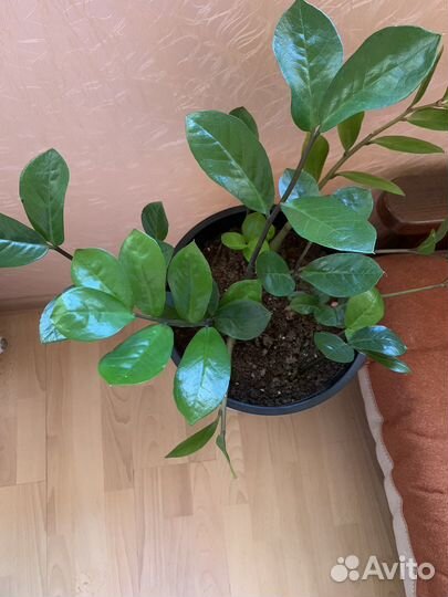 Замиокулькас