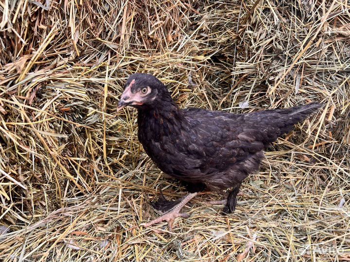 Kуpы молодки