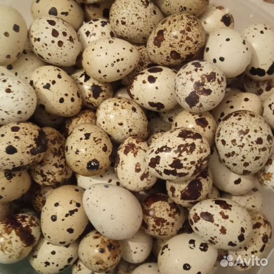 Свежее перепелиное яйцо