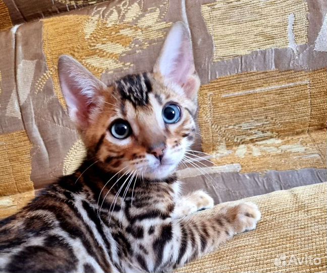Бенгальский котик