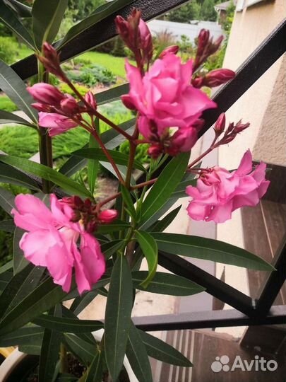 Олеандр розовый