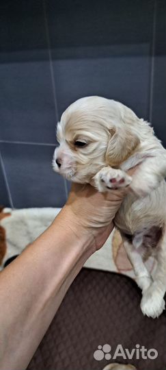 Американский кокер спаниель