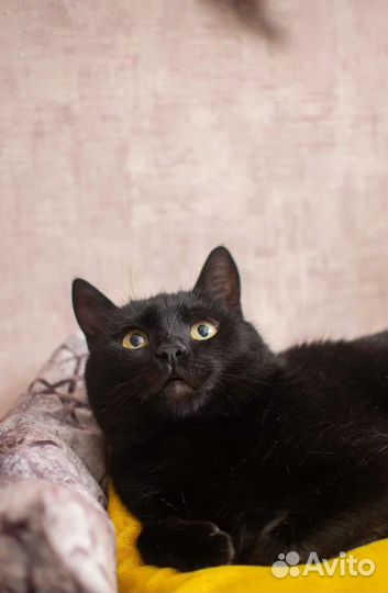 Котик в добрые руки