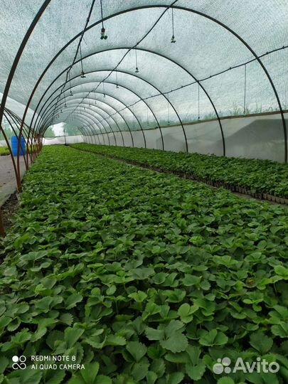 Рассада клубники