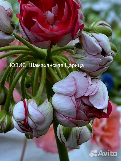 Пеларгонии сортовые юзис Шамаханская Царица