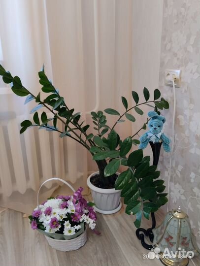 Замиокулькас