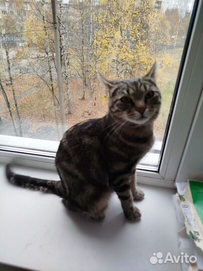 Кошка ищет дом