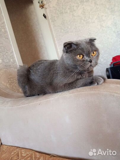 Шотландский вислоухий