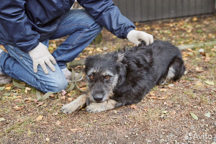 Хорошая бородатая собачка Бруня в добрые руки