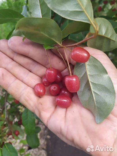 Деревья и кустарники листопадные