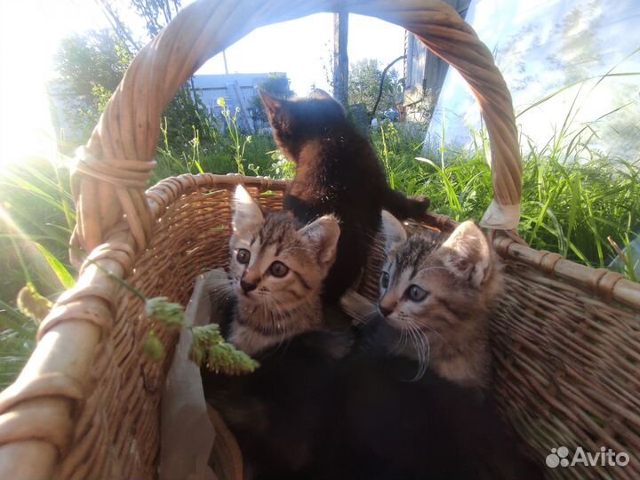 Котята в добрые руки