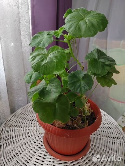 Пеларгония белая, укорененные отростки