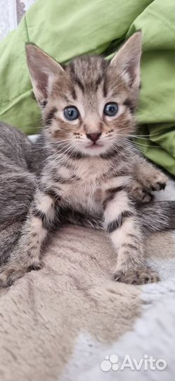 Кошки и котята