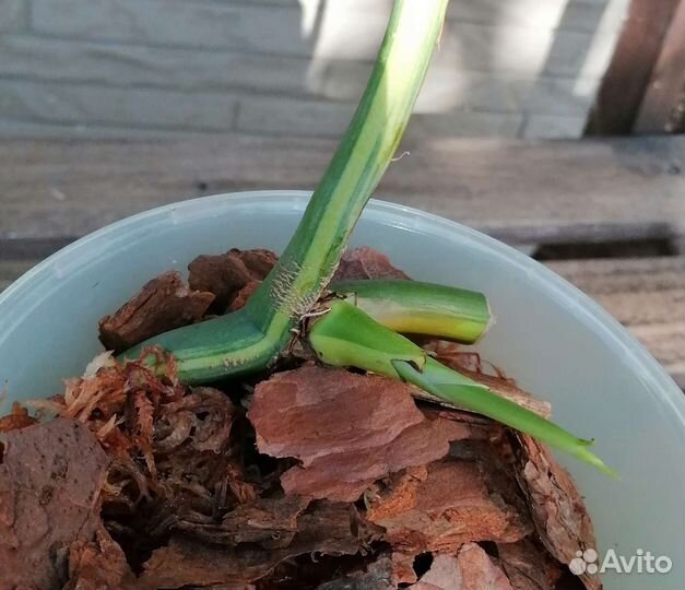 Монстера вариегатная еллоу сплеш