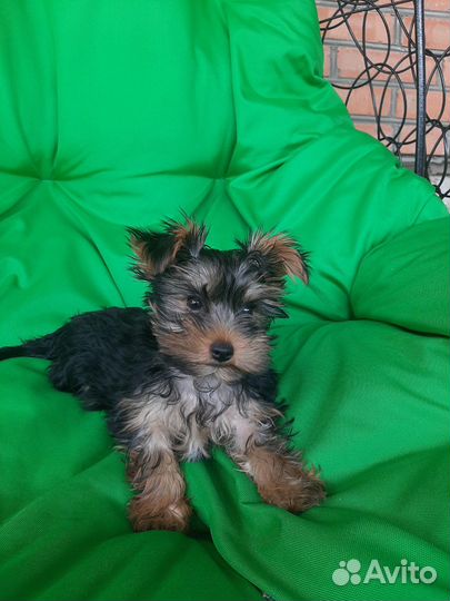 Йоркширский терьер