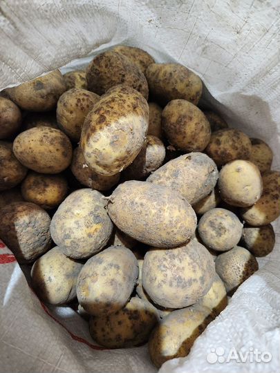 Картофель