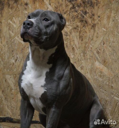 Питбуль Вязка