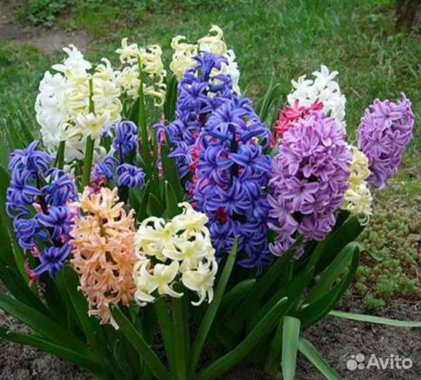 Гиацинты(луковицы)