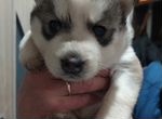 Продам Сибирская хаски щенок