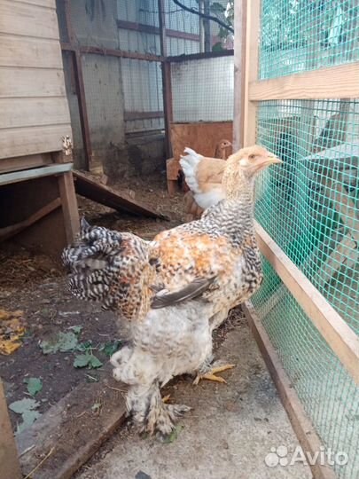 Петух Брама