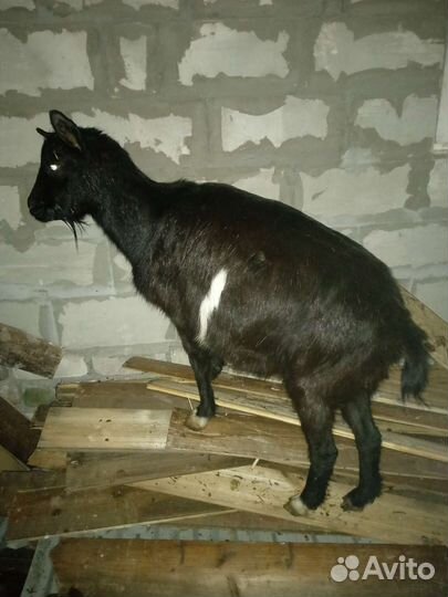 Коза, бараны, корова