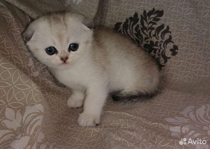 Котята скоттиш фолд
