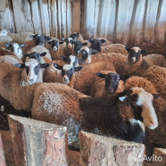 Овцы бараны