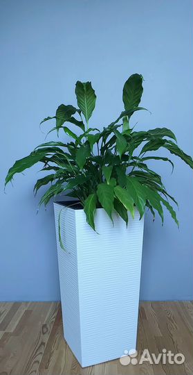 Аглаонема фикусы лилии в высоком кашпо Растения