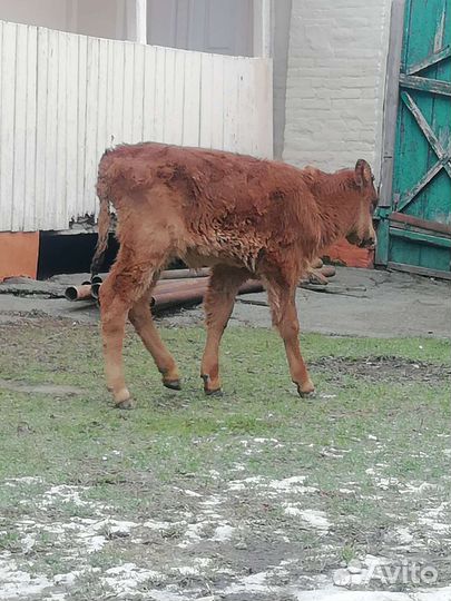 Телята бычки