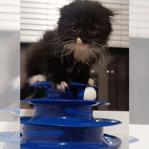 Котёнок в добрые руки