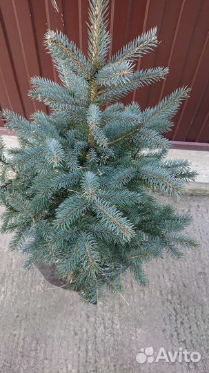 Ель голубая в горшке сорт Супер Блю
