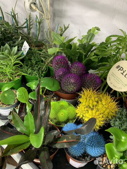 Кактусы суккуленты