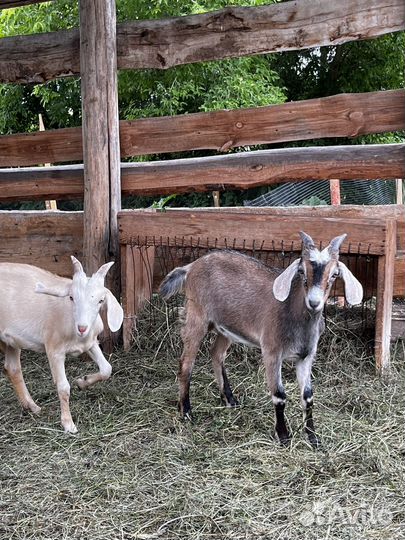 Козлята от нубийского козла