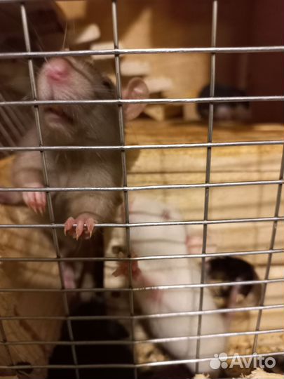 Крыса дамбо,крысята милашки