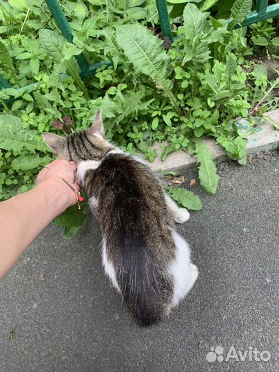 Кошка добрейшая миниатюрная молодая, около годика