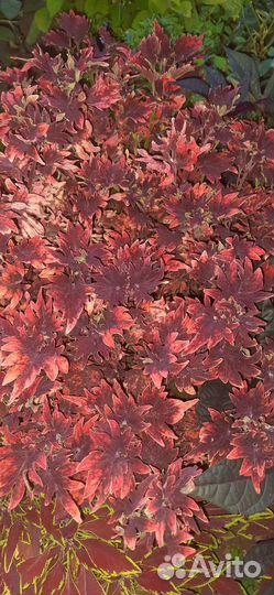 Колеусы вегетативные