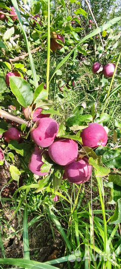 Яблоки флорина